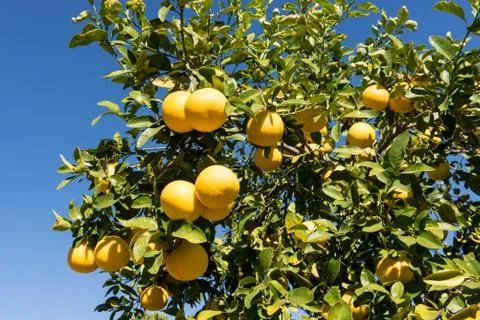 Grapefruit Tree Stock Photos