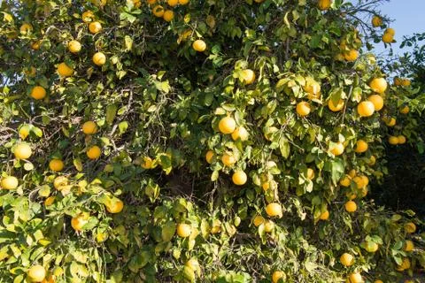 Grapefruit Tree Stock Photos