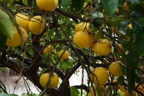 Grapefruit tree. Stockfoto's