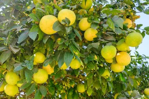 Grapefruit tree with ripening fruits of grapefruit in Israel Stock Photos