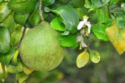 Grapefruit on the tree in the spring Stock Photos