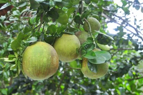 Grapefruit on the tree in the spring time Stock Photos