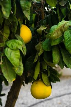 Grapefruit tree with yellow grapefruits Stock-Fotos