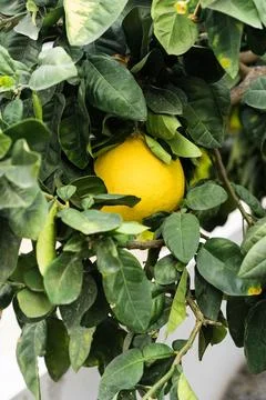 Grapefruit tree with yellow grapefruits Stock Photos