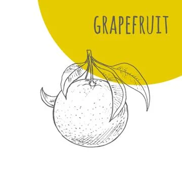 Grapefruit vector freehand pencil drawn sketch Stock Illustration