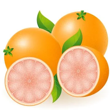 Grapefruit vector illustration Stock Illustration