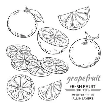 Grapefruit vector set Stock Illustration