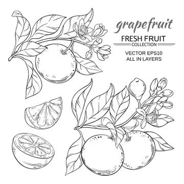 Grapefruit vector set Stock Illustration