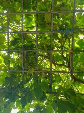 Grapefruit on a Verdant Vine Stock Photos