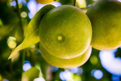 Grapefruits growing on the tree. Stock Photos