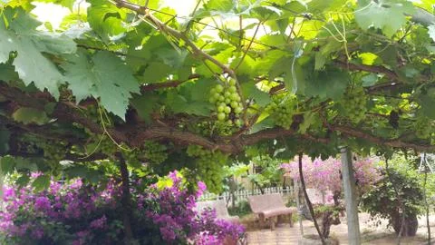 Grapefruits Stockfoto's