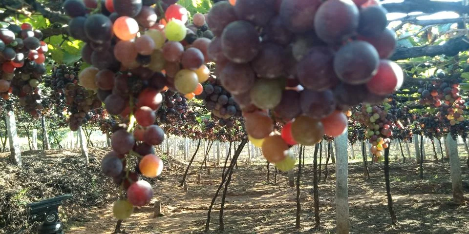 Grapegarden Stock Photos
