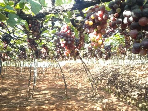 Grapegarden Stock Photos