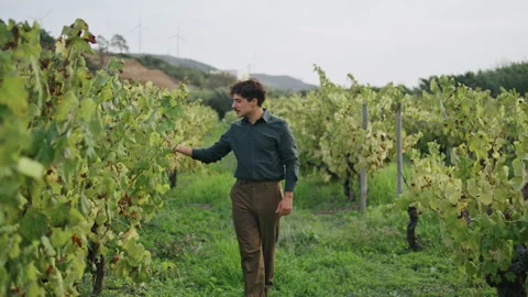 Grapegrower inspecting grape vine walking near bushes rows. Winemaking concept. Stock Footage 241111084