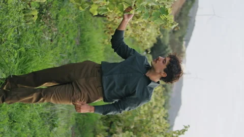 Grapegrower inspecting grape vine walking bushes rows vertically. Winemaking Stock Footage 257708725