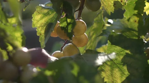 GrapePicking2 Stock Footage 32675666