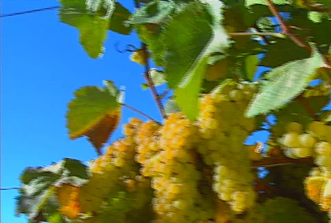 Grapes 01 Stock Footage 621285