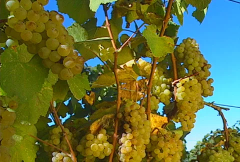 Grapes 02 Stock Footage 621291
