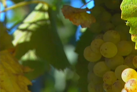 Grapes 03 Stock Footage 621292