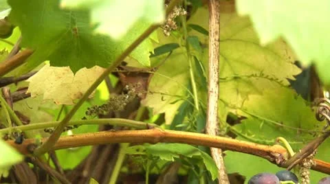 Grapes 1 Stock Footage 8849796