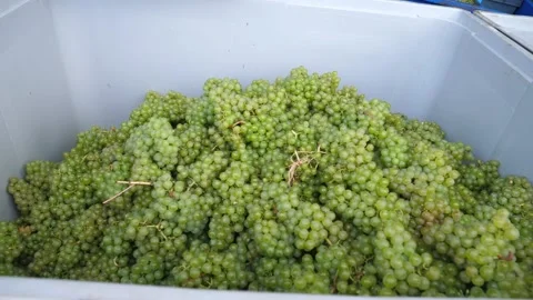 Grapes 1 Stockbeeldmateriaal 231801158
