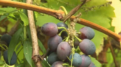 Grapes 2 Stock Footage 8849782