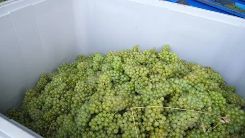 Grapes 2 Stockbeeldmateriaal 231801160