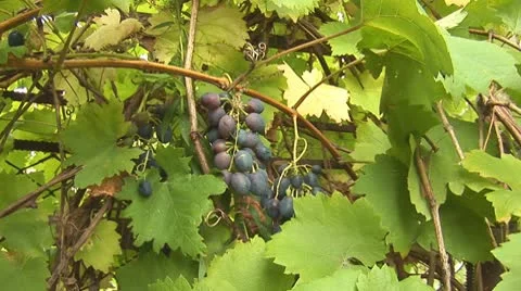 Grapes 3 Video stock 8849791