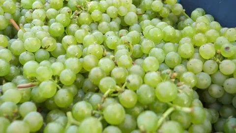 Grapes 3 Stockbeeldmateriaal 231801162