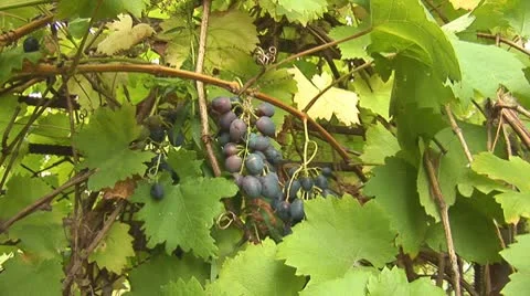 Grapes 4 Stock Footage 8849777