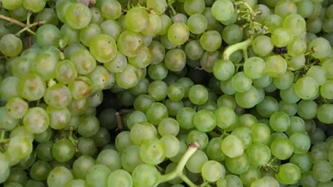 Grapes 4 Stockbeeldmateriaal 231801140