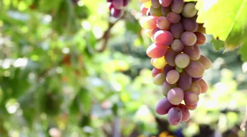 Grapes   4318 HD Stock Footage 28566235