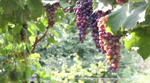 Grapes 4324 HD Stock Footage 28567531