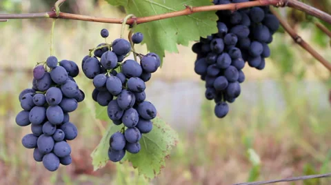 Grapes  4400 Stock Footage 28567697