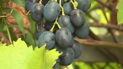 Grapes 5 Video stock 8849792