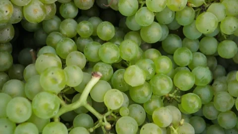Grapes 5 스톡 동영상 231801163
