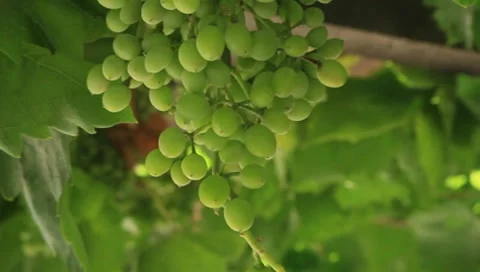 Grapes in Afghanistan(HD)c Stock Footage 7732133