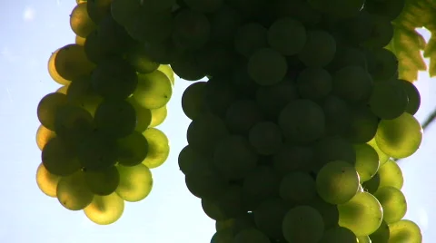 Grapes against the light 스톡 동영상 513064