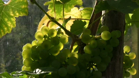 Grapes against the light Stock Footage 513069