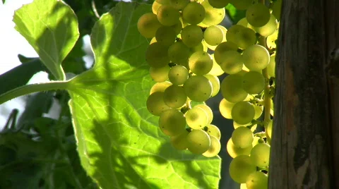 Grapes against the light Stock Footage 518505