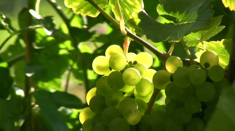 Grapes against the light Stock Footage 518518