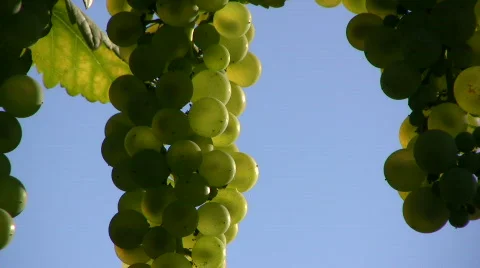 Grapes against the light Stock Footage 523037