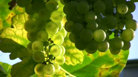 Grapes against the light Stock Footage 523090