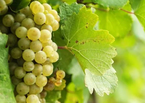 Grapes Along The Left Stock Photos