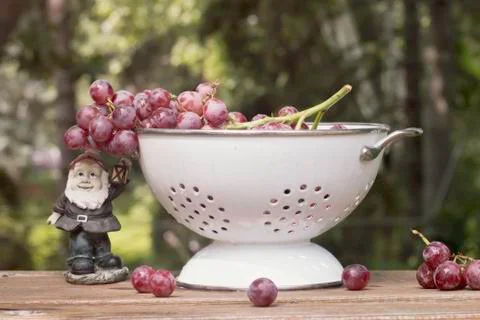 Grapes and a Gnome Stock Photos