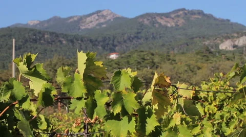 Grapes and mountains Stock Footage 68915493
