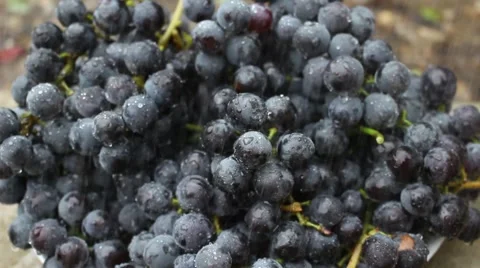 Grapes and rain Stockbeeldmateriaal 55839317