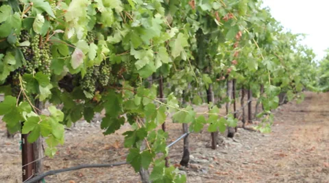 Grapes and Vines Pan Right to Vines Video stock 31821293