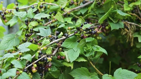 Grapes are being carefully picked from lush green vines in a garden setting. Stockbeeldmateriaal 344669805