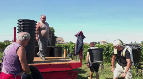 The grapes are brought to the tractor Video stock 55436935